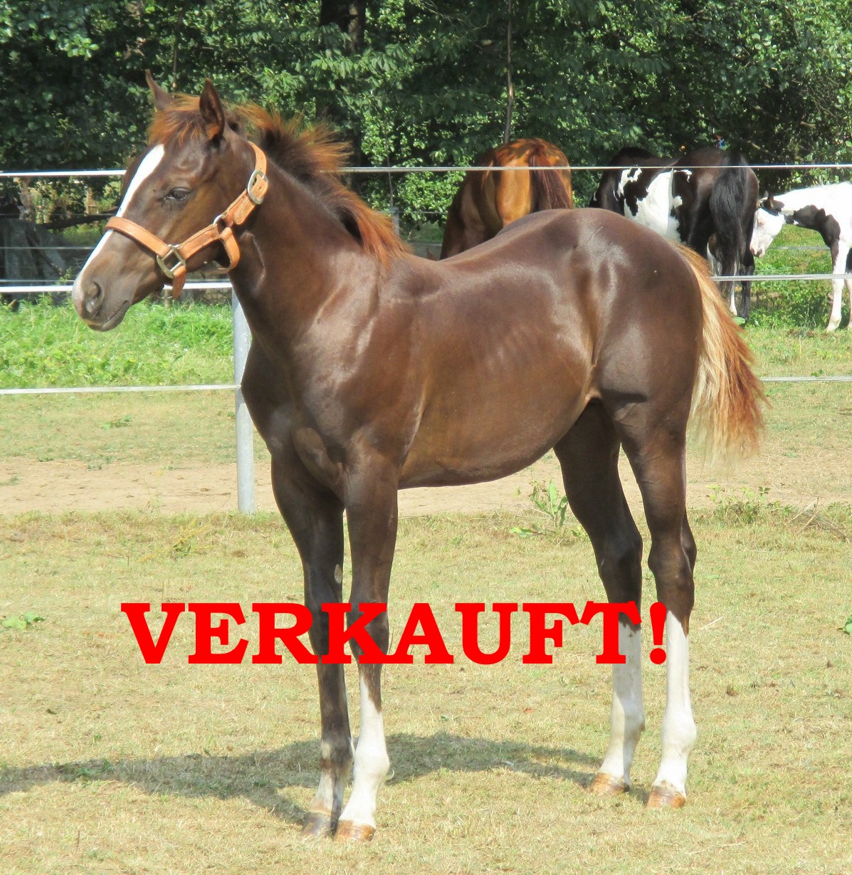 Paint Horses Zucht Odenwald Verkaufspferde