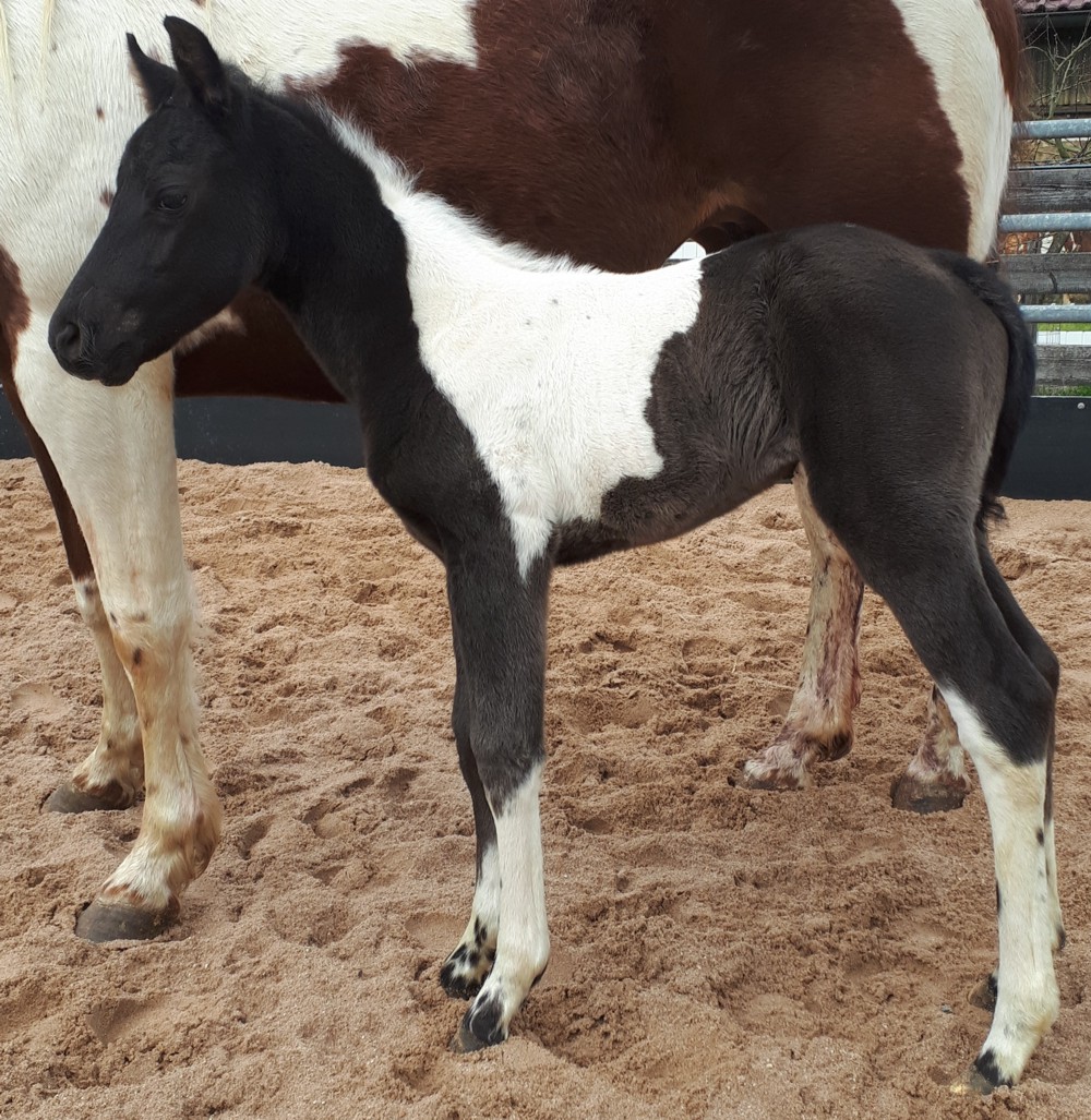 Paint Horses Zucht Odenwald Verkaufspferde