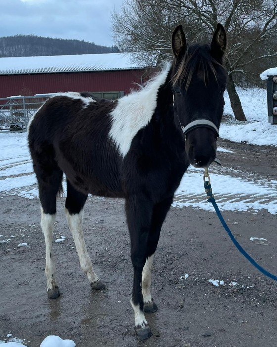 Paint Horses Zucht Odenwald Verkaufspferde
