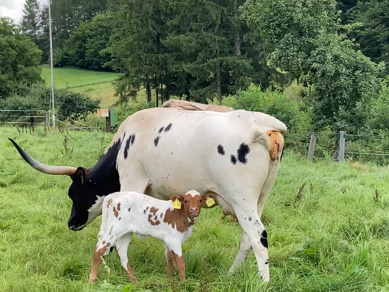 Paint Horses Zucht Odenwald Kälbchen 2021