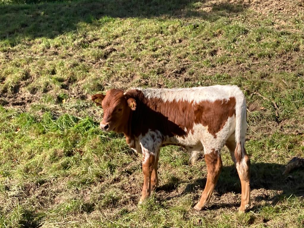 Paint Horses Zucht Odenwald Kälbchen 2021